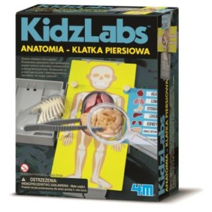 3373 4M - Anatomia Klatka Piersiowa