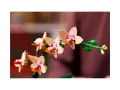 lego-botanicals-10343-mala-orchidea-5.webp