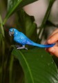 SCHLEICH-14859-Wild-Life-Ara-hiacyntowa-Stan-opakowania-oryginalne.jpg