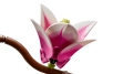 bltf1012114bd36e2ac-11510_WEB_SEC03_NOBG.png